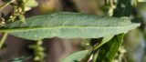 Atriplex nudicaulis