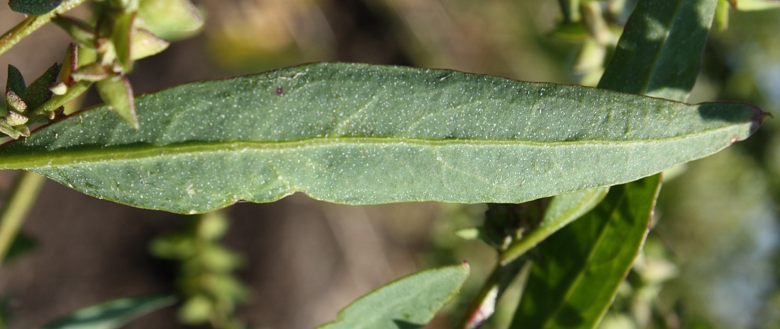 Image of Atriplex nudicaulis specimen.