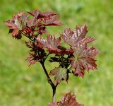 Acer platanoides