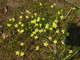 Ranunculus reptans