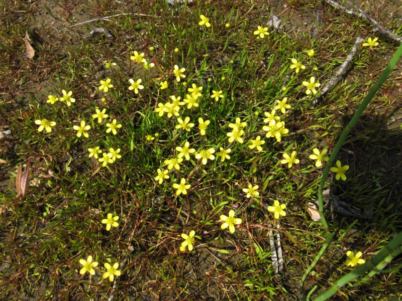 Изображение особи Ranunculus reptans.