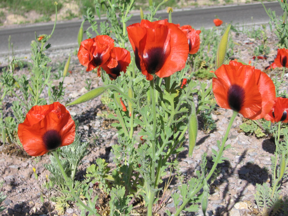 Image of Glaucium grandiflorum specimen.