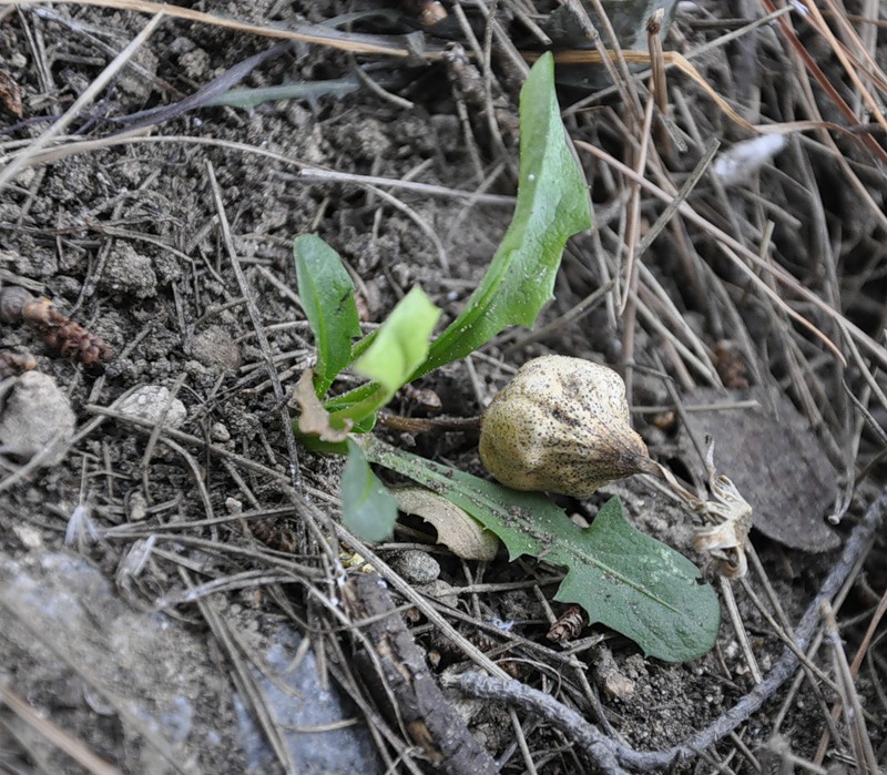 Изображение особи Taraxacum hybernum.