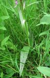 Dactylorhiza incarnata. Нижняя часть растения. Архангельская обл., Вельский р-н, окр. пос. Усть-Шоноша, берег р. Вель. 25.06.2011.