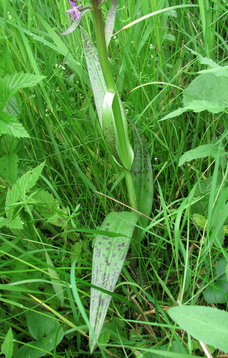 Image of Dactylorhiza incarnata specimen.