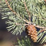 Pinus sylvestris subspecies hamata. Часть побега с шишкой. Ростовская обл., Усть-Донецкий р-н, окр. станицы Усть-Быстрянская. 23.10.2010.