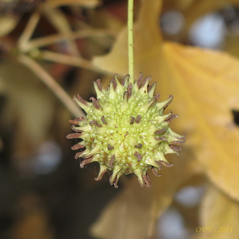 Изображение особи Liquidambar styraciflua.