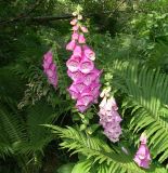 Digitalis purpurea