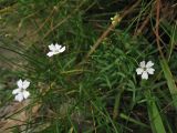 Heliosperma carpaticum