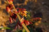 Rumex occultans