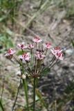 Butomus umbellatus