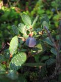 Vaccinium uliginosum. Верхушка побега с плодом. Южный Урал, хр. Большой Таганай, вершина горы Дальний Таганай, окр. метеостанции\"Таганай-гора\". 05.08.2011.