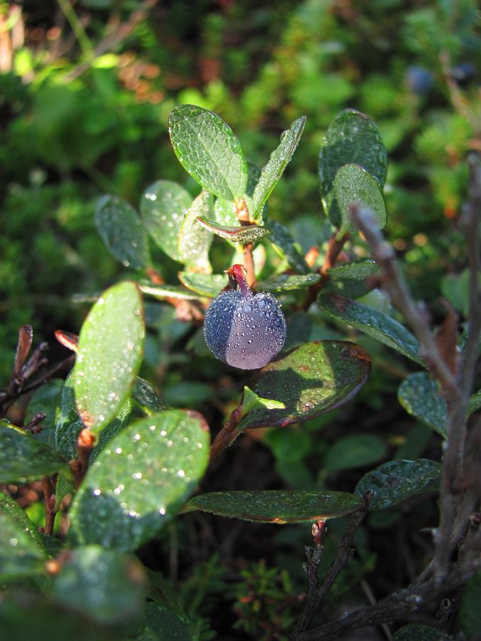 Изображение особи Vaccinium uliginosum.