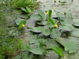 Nuphar lutea. Цветущие растения в сообществе с Thelypteris palustris на мелководье в старичном озере. Саратовская обл., окрестности г. Энгельса. 17 августа 2011 г.