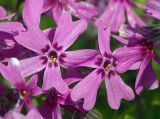 Phlox subulata. Цветки. Московская обл., дачный участок. 05.06.2004.