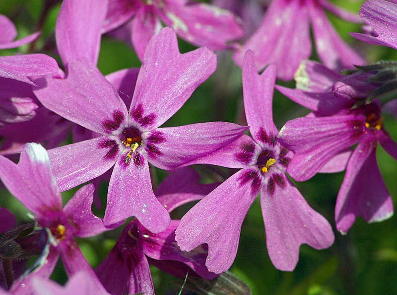 Изображение особи Phlox subulata.