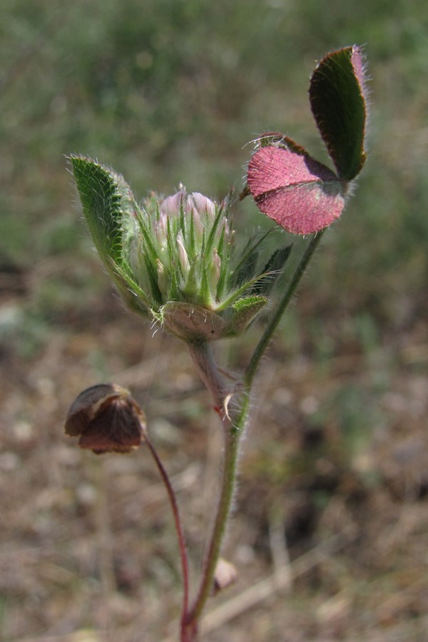 Изображение особи Trifolium scabrum.