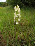 Orchis purpurea. Цветущее растение (белоцветковая форма). Испания, Страна Басков, провинция Алаба, Гарайо, берег водохранилища. Середина мая 2012 г.