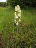 Orchis purpurea. Цветущее растение (белоцветковая форма). Испания, Страна Басков, провинция Алаба, Гарайо, берег водохранилища. Середина мая 2012 г.