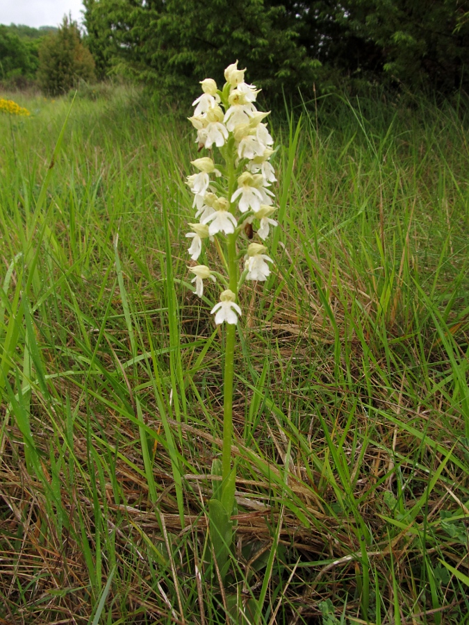 Image of Orchis purpurea specimen.