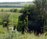 Sisymbrium loeselii. Цветущие растения на степном склоне. Украина, Донецкая обл., Артёмовский р-н, окр. с. Дроновка. 23.05.2012.