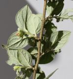 Cotoneaster dielsianus