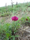 Trifolium alpestre. Цветущее растение. Крым, гора Северная Демерджи. 2 июня 2012 г.