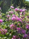 Phlomis taurica