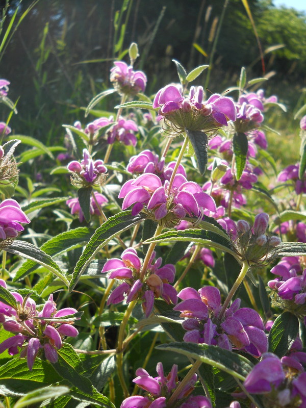 Image of Phlomis taurica specimen.