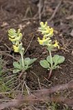 genus Corydalis. Цветущие растения. Южный Казахстан, гора 797.3 в 0.5 км западнее шоссе Корниловка-Пестели. 31.03.2012.