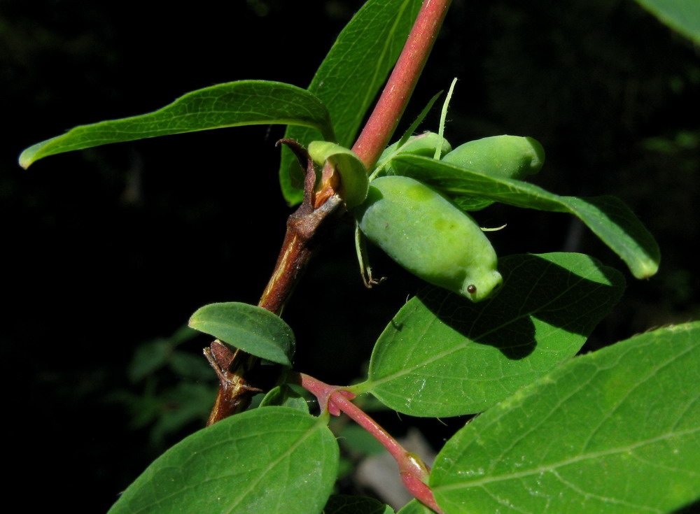 Image of Lonicera altaica specimen.