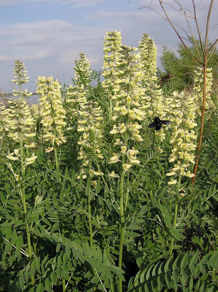 Изображение особи Pseudosophora alopecuroides.