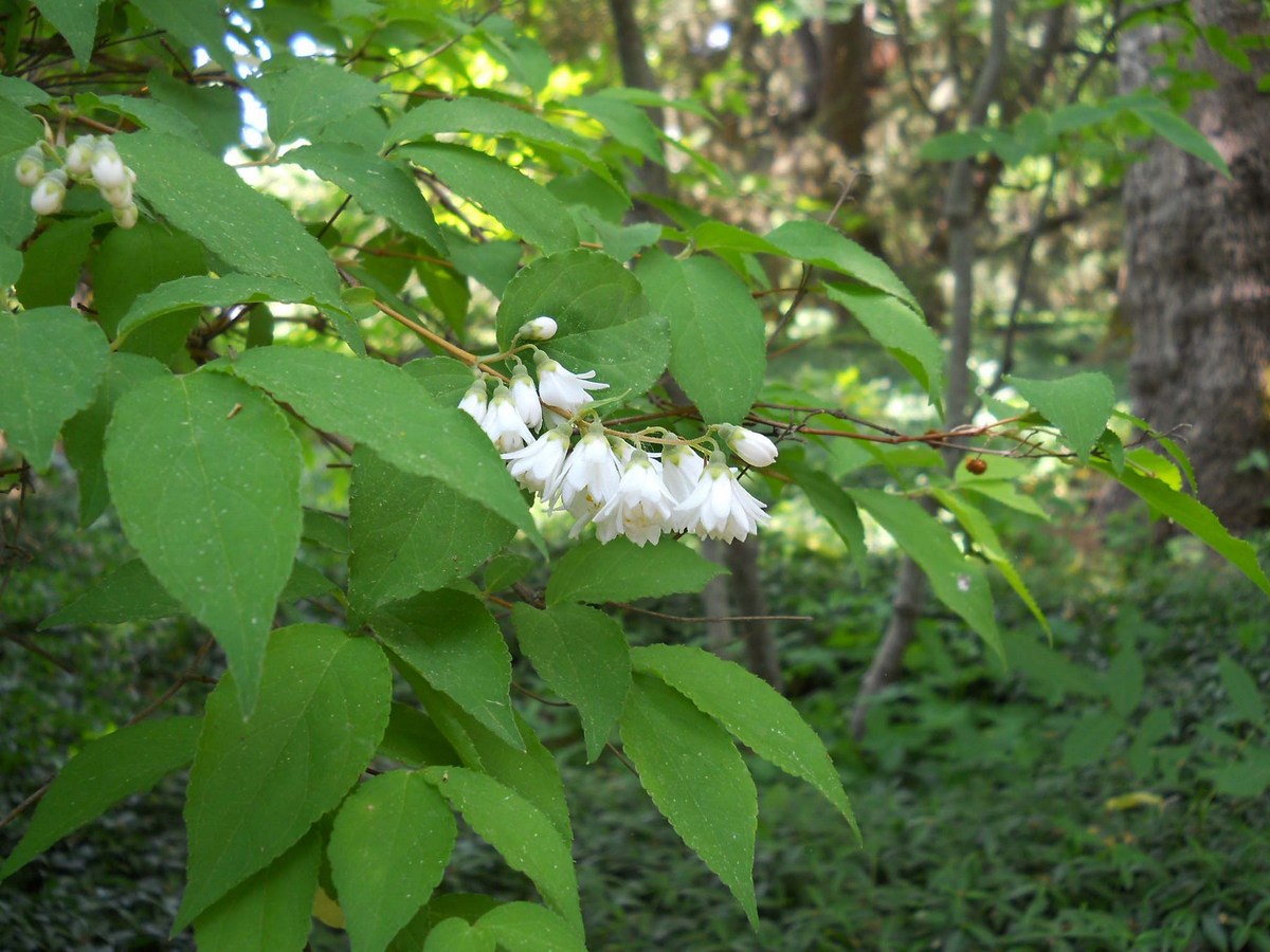 Изображение особи род Deutzia.