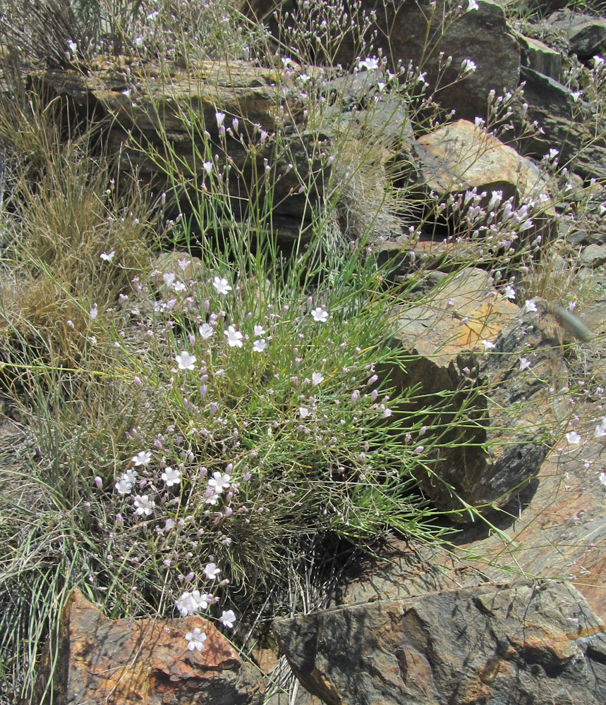 Изображение особи Gypsophila rupestris.