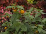 Lantana camara