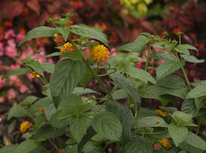 Image of Lantana camara specimen.