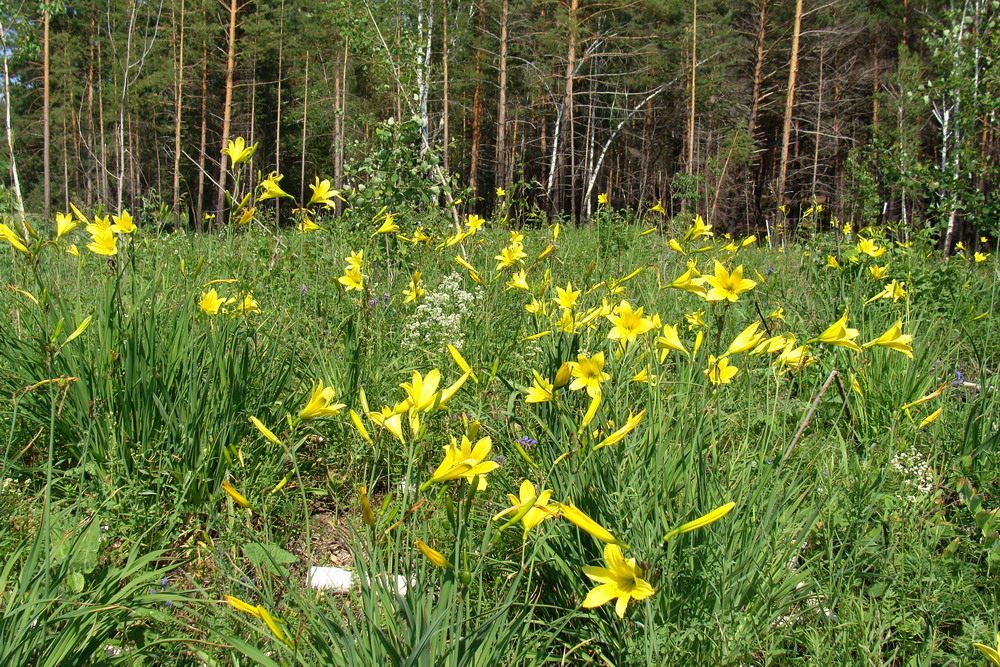 Изображение особи Hemerocallis minor.