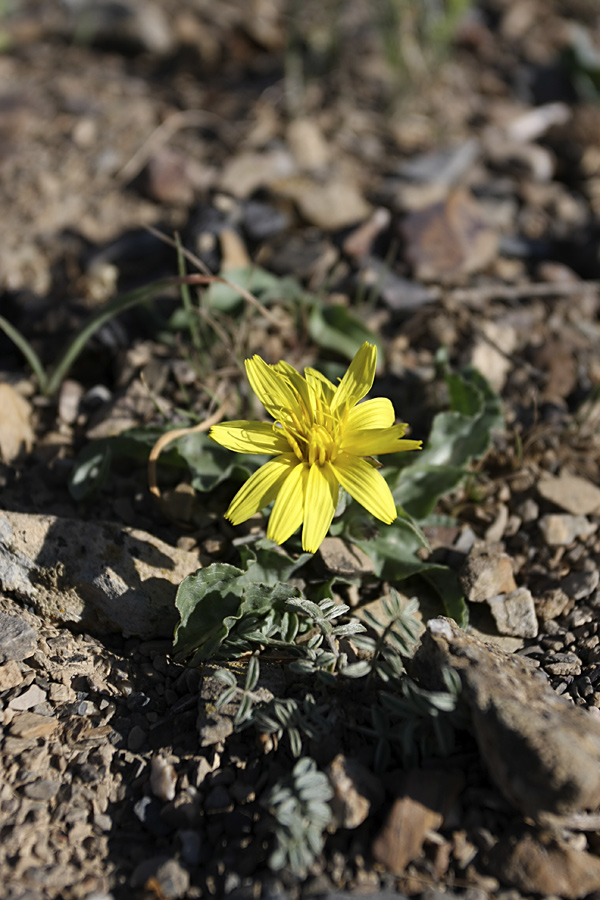 Image of genus Scorzonera specimen.