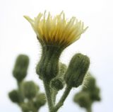 Sonchus palustris. Элементарные соцветия-корзинки. Белгородская обл., окр. пос. Борисовка, Острасьев яр, заболоченный луг. 20.07.2012.