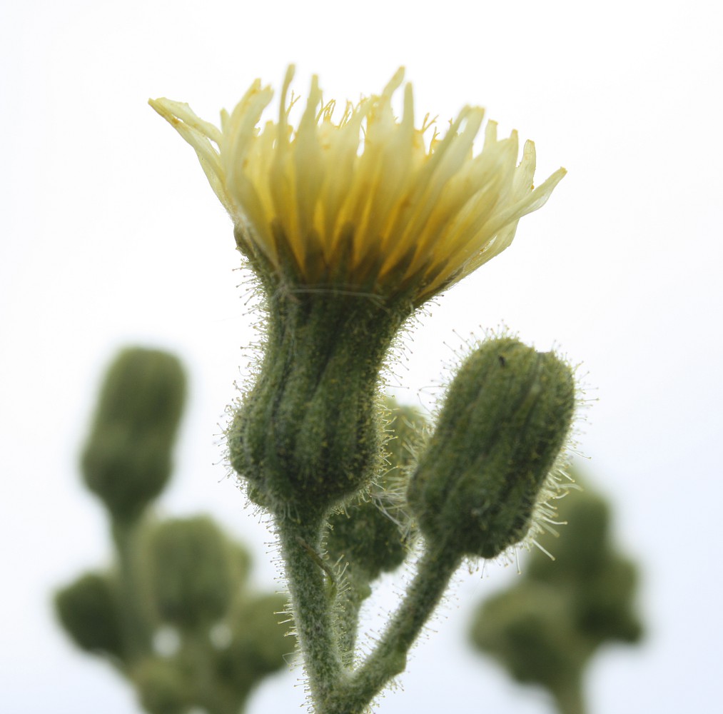 Изображение особи Sonchus palustris.