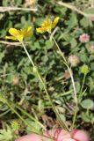 Ranunculus sardous