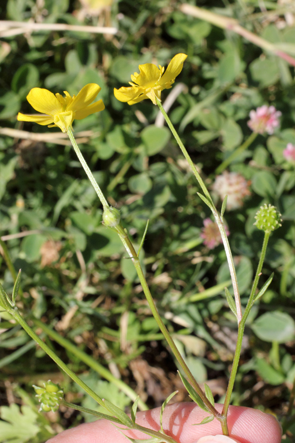 Image of Ranunculus sardous specimen.