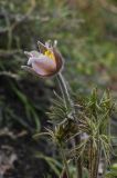 Pulsatilla multifida