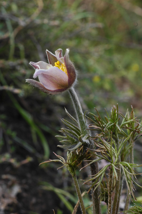 Изображение особи Pulsatilla multifida.