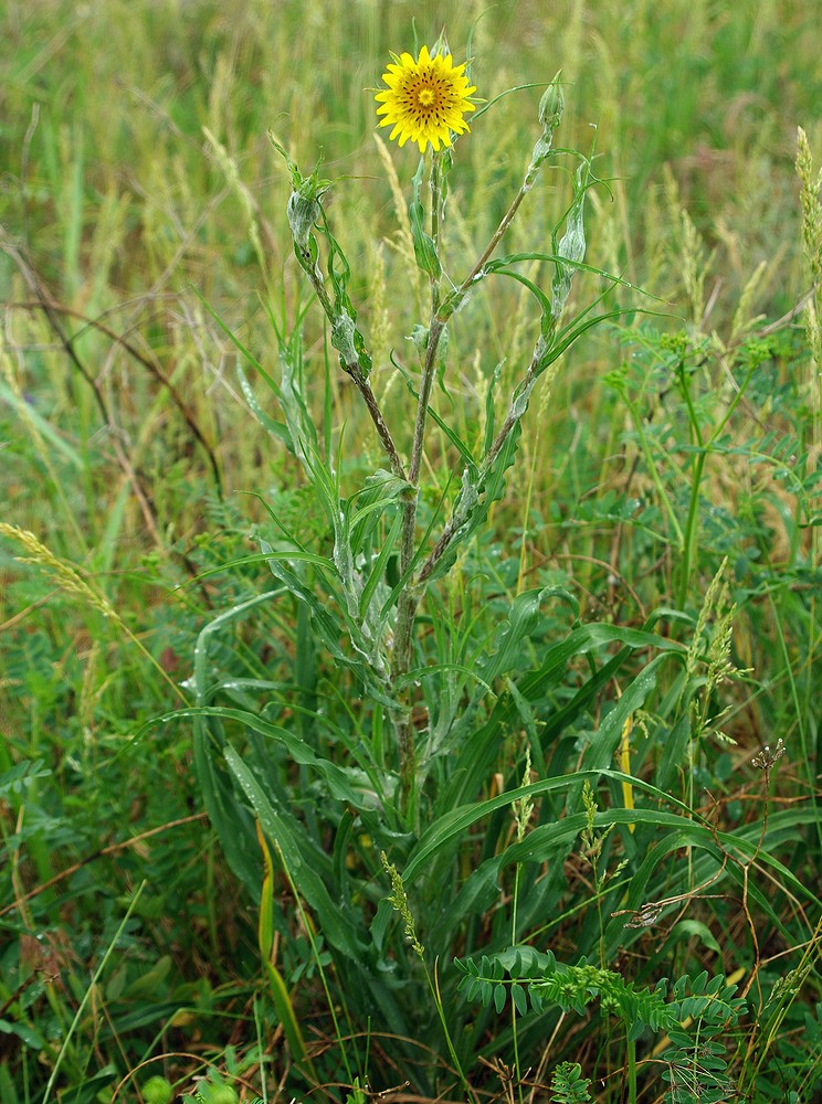 Изображение особи Tragopogon dasyrhynchus.