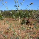 Medicago romanica