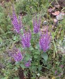 Salvia judaica. Цветущее растение. Israel, Mount Carmel, Nachal Rakefet. 18.04.2006.