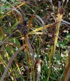 Carex grayi
