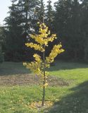 Ginkgo biloba