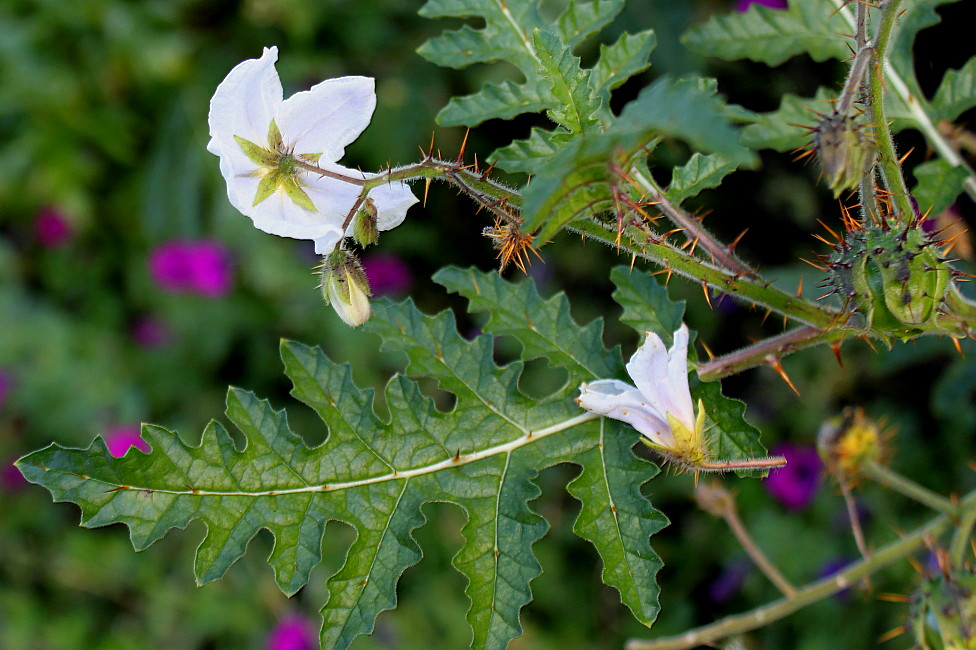 Image of Solanum sisymbriifolium specimen.